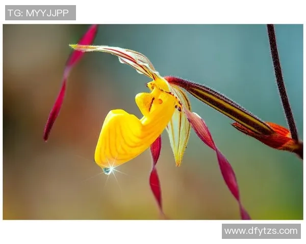 现役弱国足球明星的崛起与挑战：他们如何在逆境中闪耀光芒